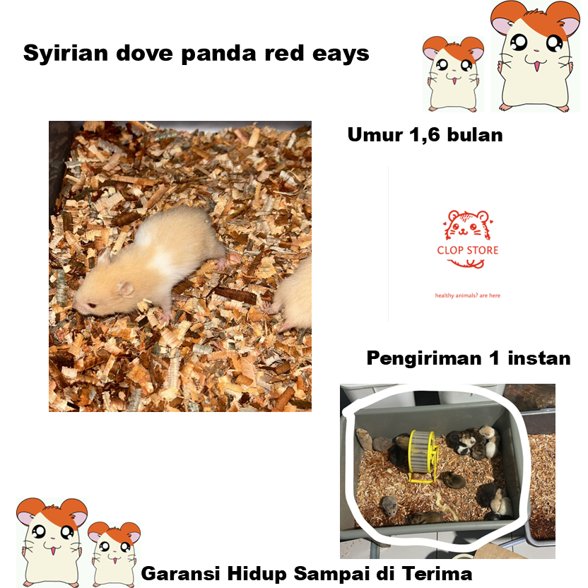 Murah Meriah Hamster Syirian Golden Satin | Pengiriman Sameday sampai di hari yang sama