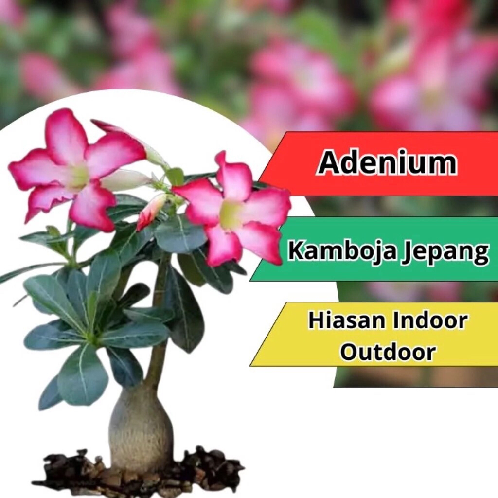 Adenium Kamboja Jepang Bunga Tumpuk - Bibit Adenium Kamboja Jepang Berkualitas