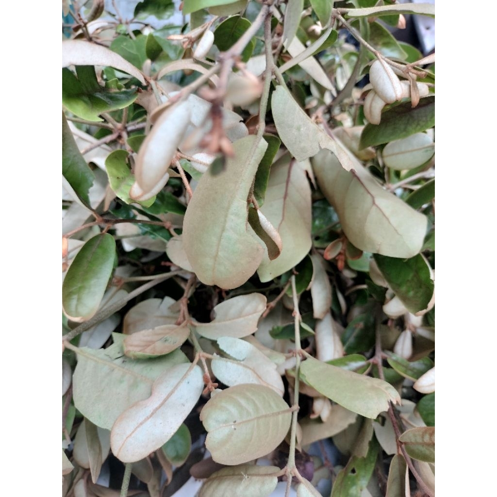 Daun benalu kopi segar /500grm