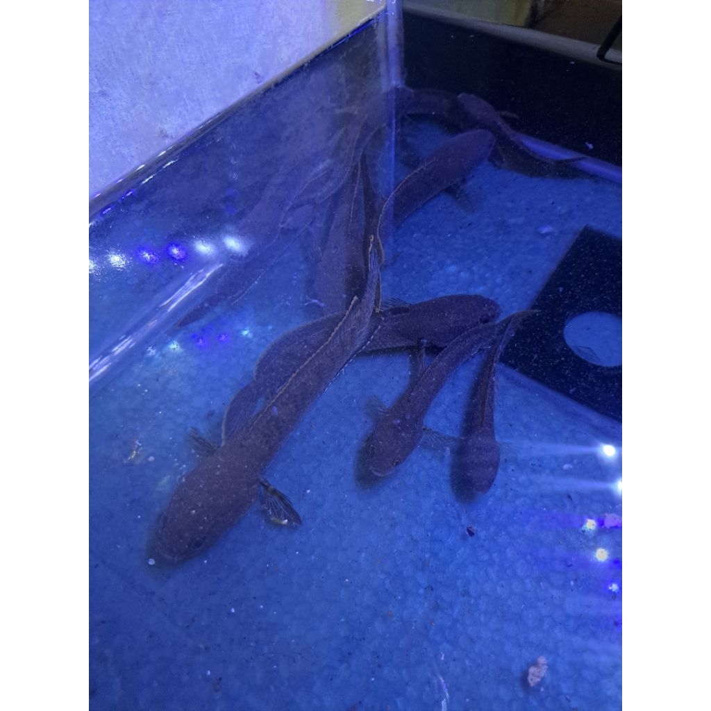 ikan chana limbata wc pegunungan 10 cm up