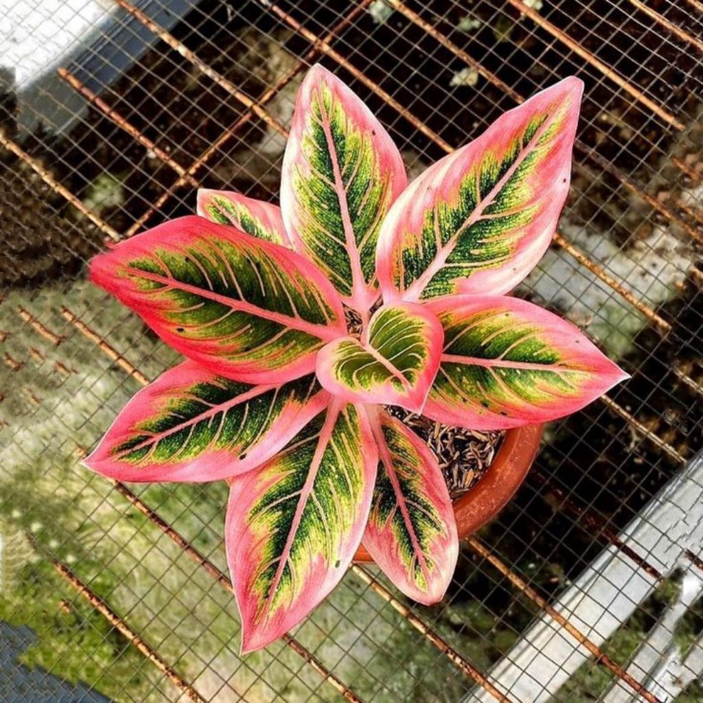 COD Tanaman Hias Aglonema Lipstik Pink Termurah Daun Rimbun Segar Batang Besar. Tanaman Hias Lipstik