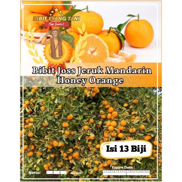 Bibit Joss Jeruk Mandarin Honey Orange | Biji Benih Jeruk Madu Mandarin | Jeruk Mandarin