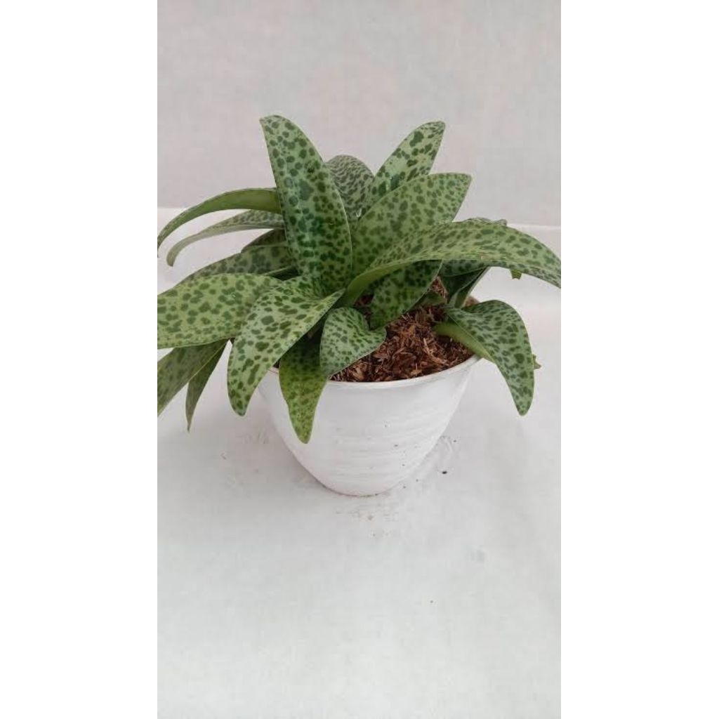 tanaman hias lidah katak/lidak katak