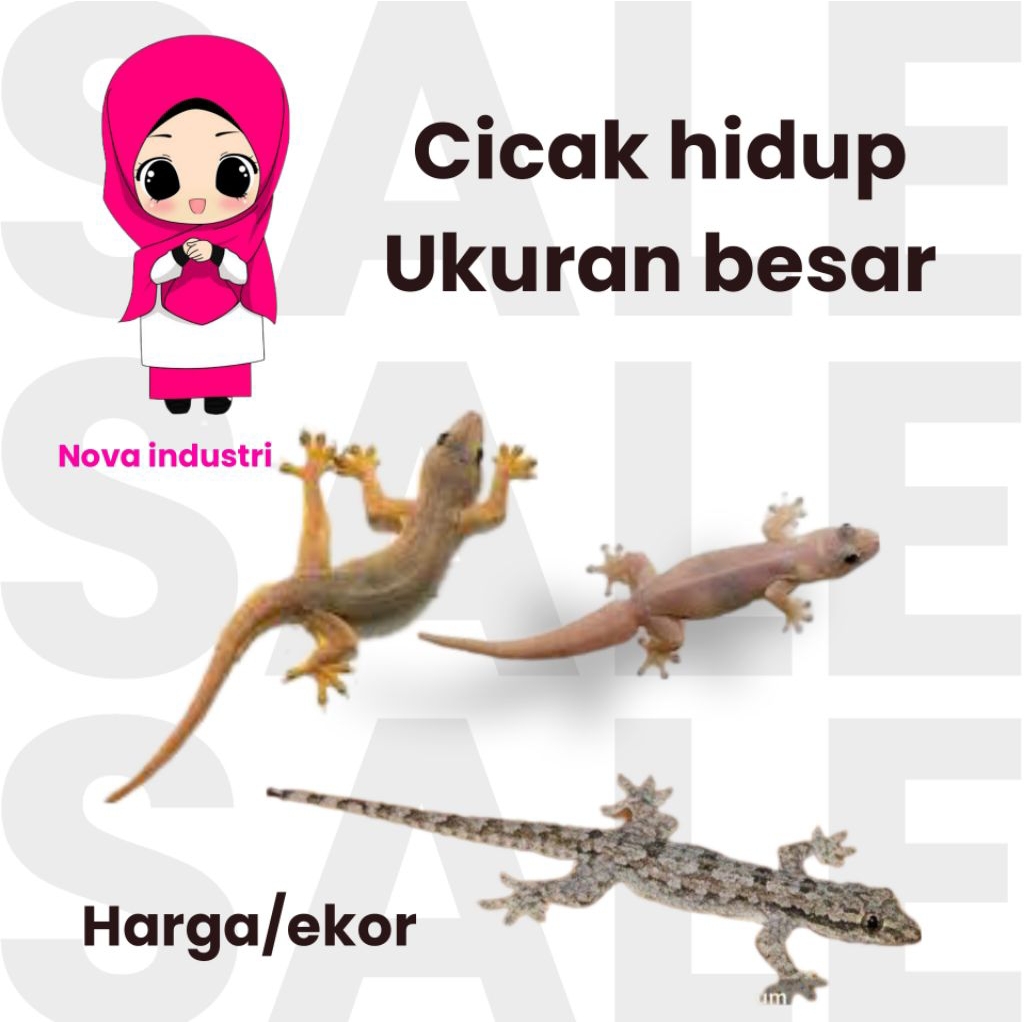 cicak hidup pakan ikan/reptil peliharaan paket 20 ekor