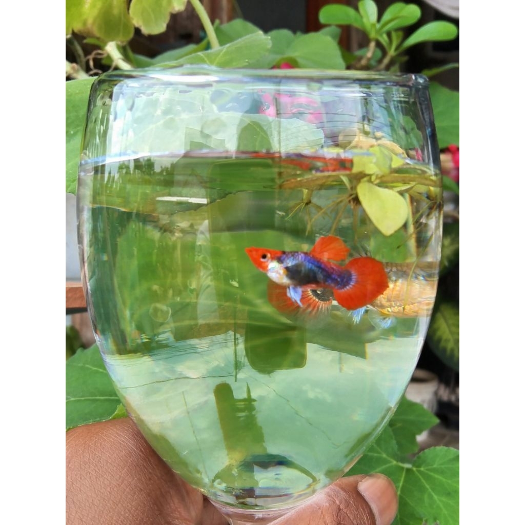 ikan guppy || indukan Male & Female Tuxedo koi blonde