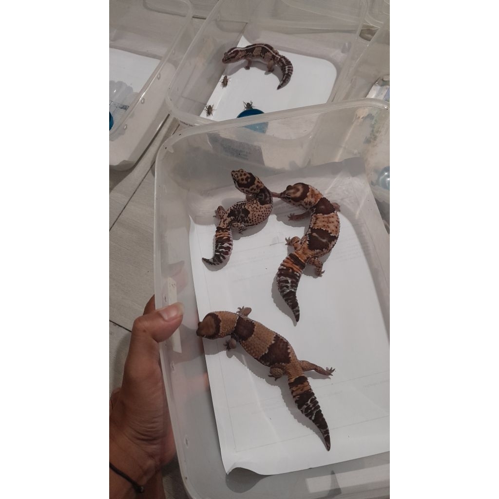 mainan gecko aft normal dewasa free kalsium