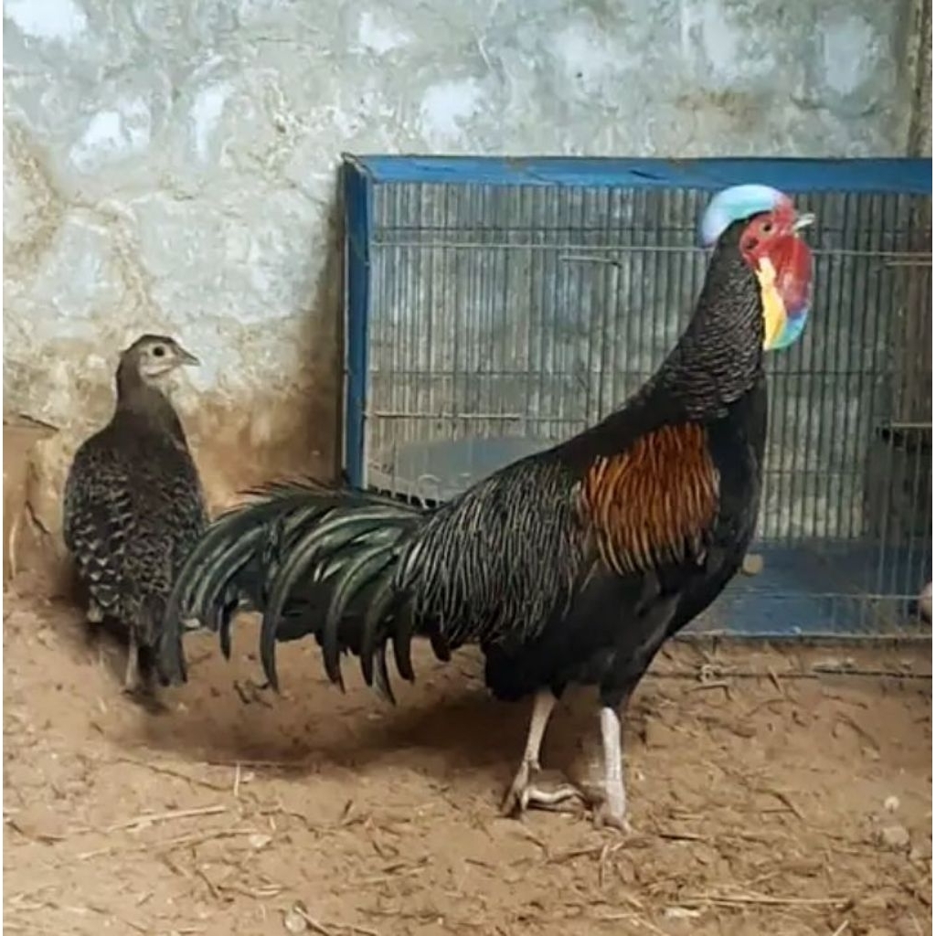 telur ayam hutan hijau asli harga 1.butir telur.