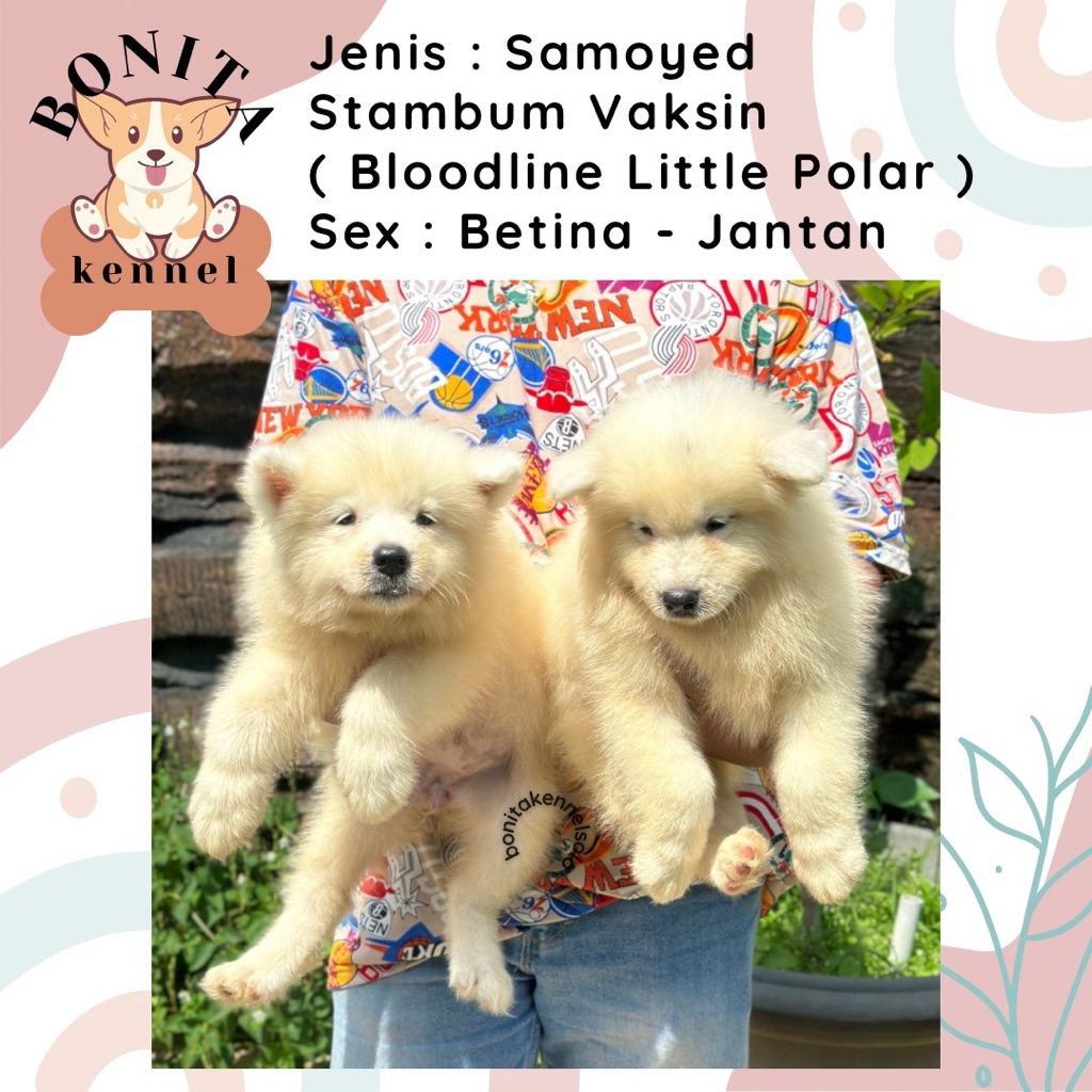Samoyed Stambum Anak Anjing Samoyed Jantan Betina