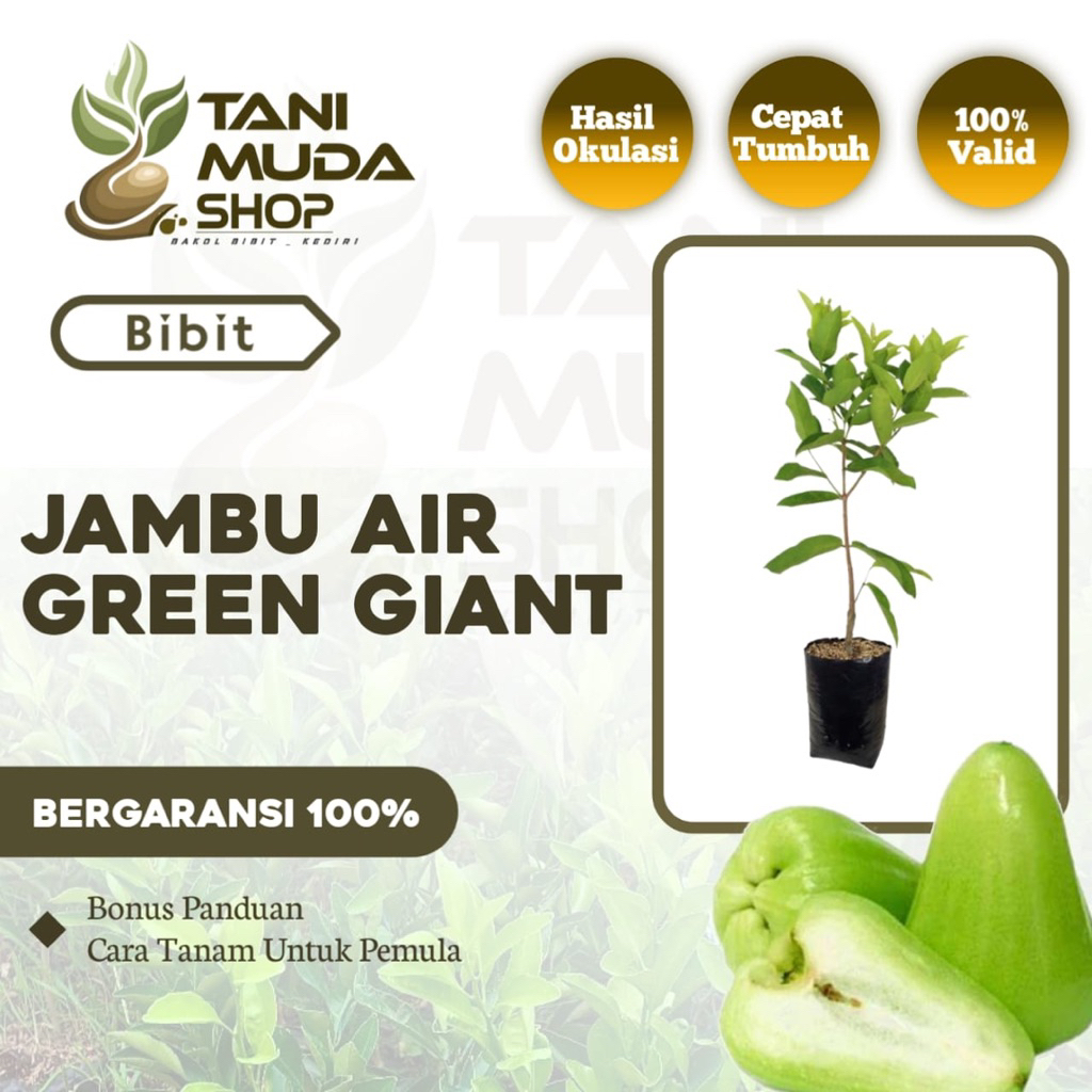 benih BIBIT JAMBU AIR GRENN GIANT - JAMBU AIR HIJAU - JAMBU AIR - JAMBU VIRAL - BERGARANSI