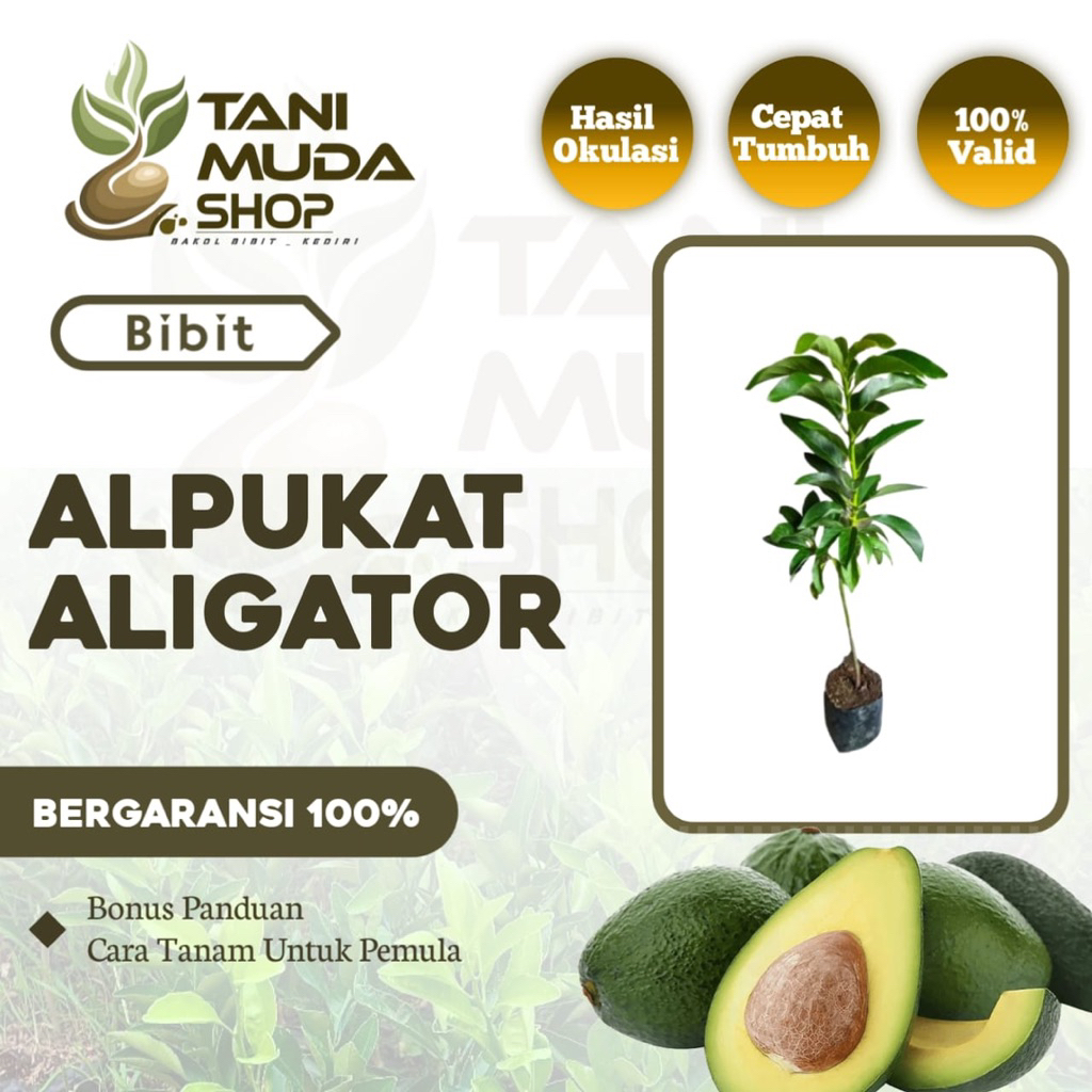 benih BIBIT ALPUKAT ALIGATOR - ALPUKAT ALIGATOR - ALPUKAT SUPER - ALPUKAT - BERGARANSI