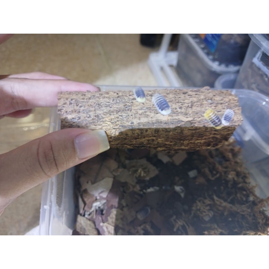 Isopoda Cubaris Sp Jupiter