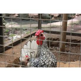 Ayam batik italy | Ayam Sebright batik itali