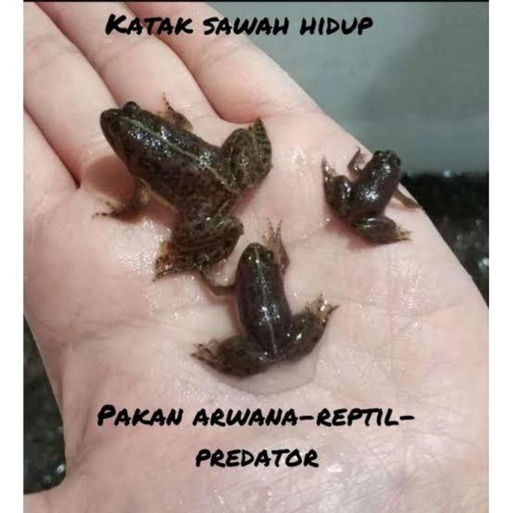 katak hidup pakan arwana-reptil-predator perbiji