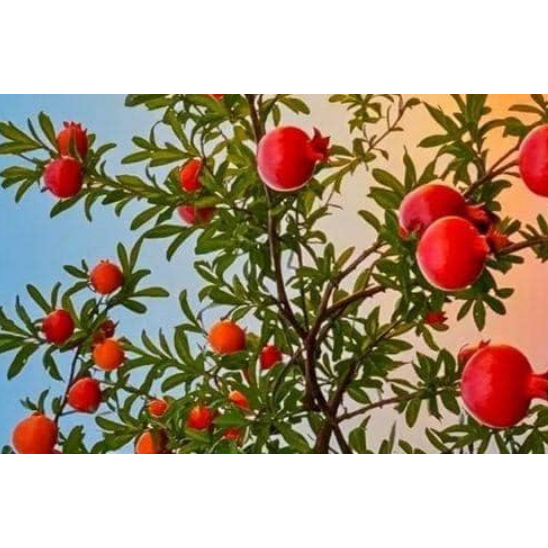 Bibit Buah Delima Merah Pendek bisa Berbuah Dikirim Full Media 1 kg