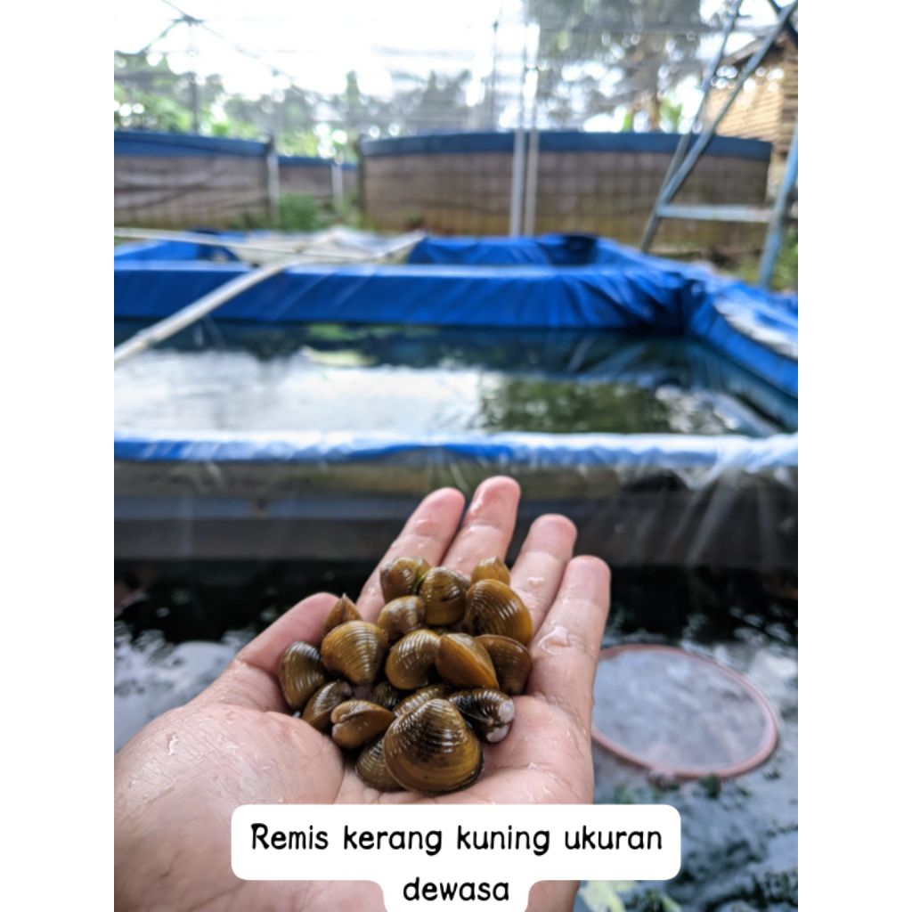 Kerang remmis kuning ukuran besar 10 pcs /hidup/air tawar