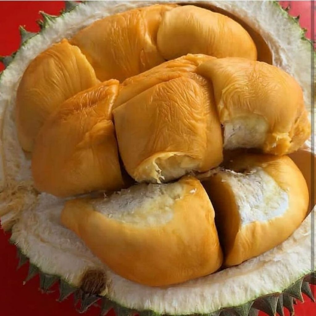 Bibit Durian Duri Hitam Kaki 3 Okulasi