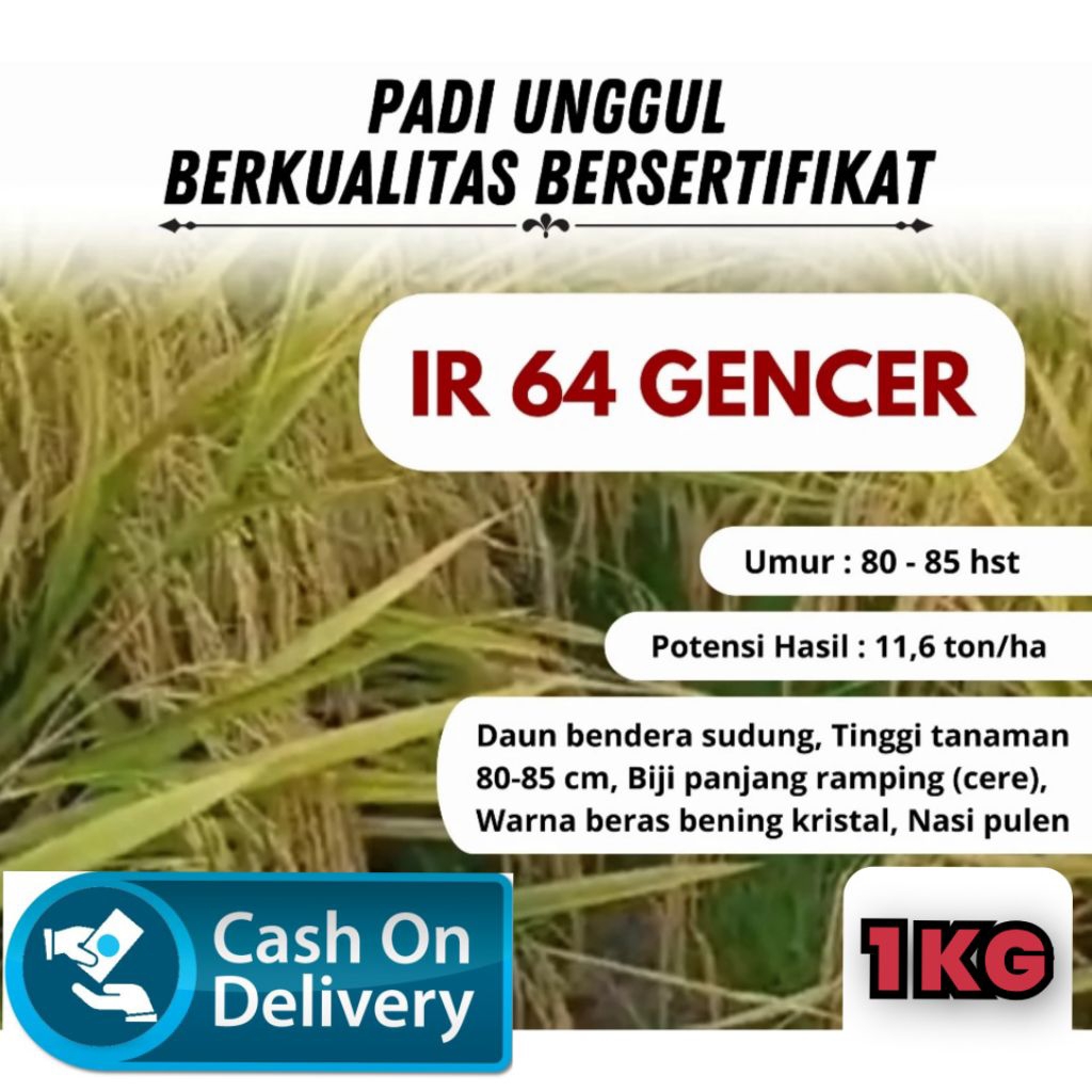 BENIH PADI IR 64 GENCER PREMIUM KEMASAN 1KG