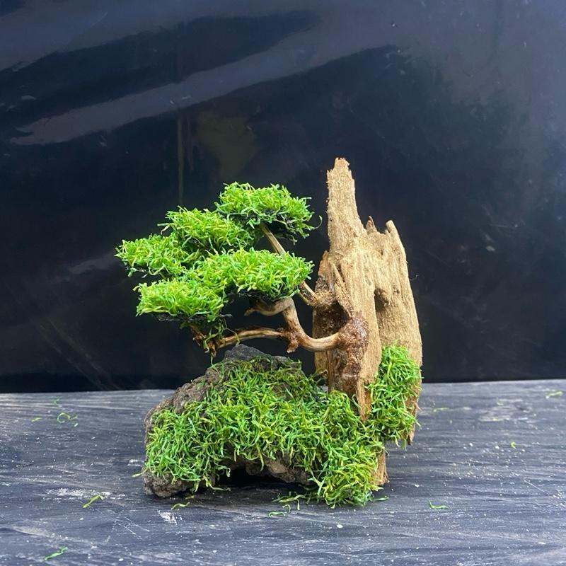 ORNAMEN | Bonsai Aquarium/ Aquascape / Bonsai Artificial