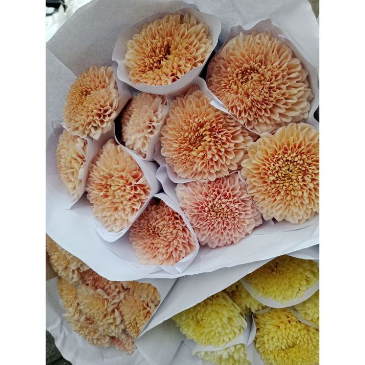 Bunga Potong Krisan Gompi - Bunga Krisan Gompi Kuning Fresh