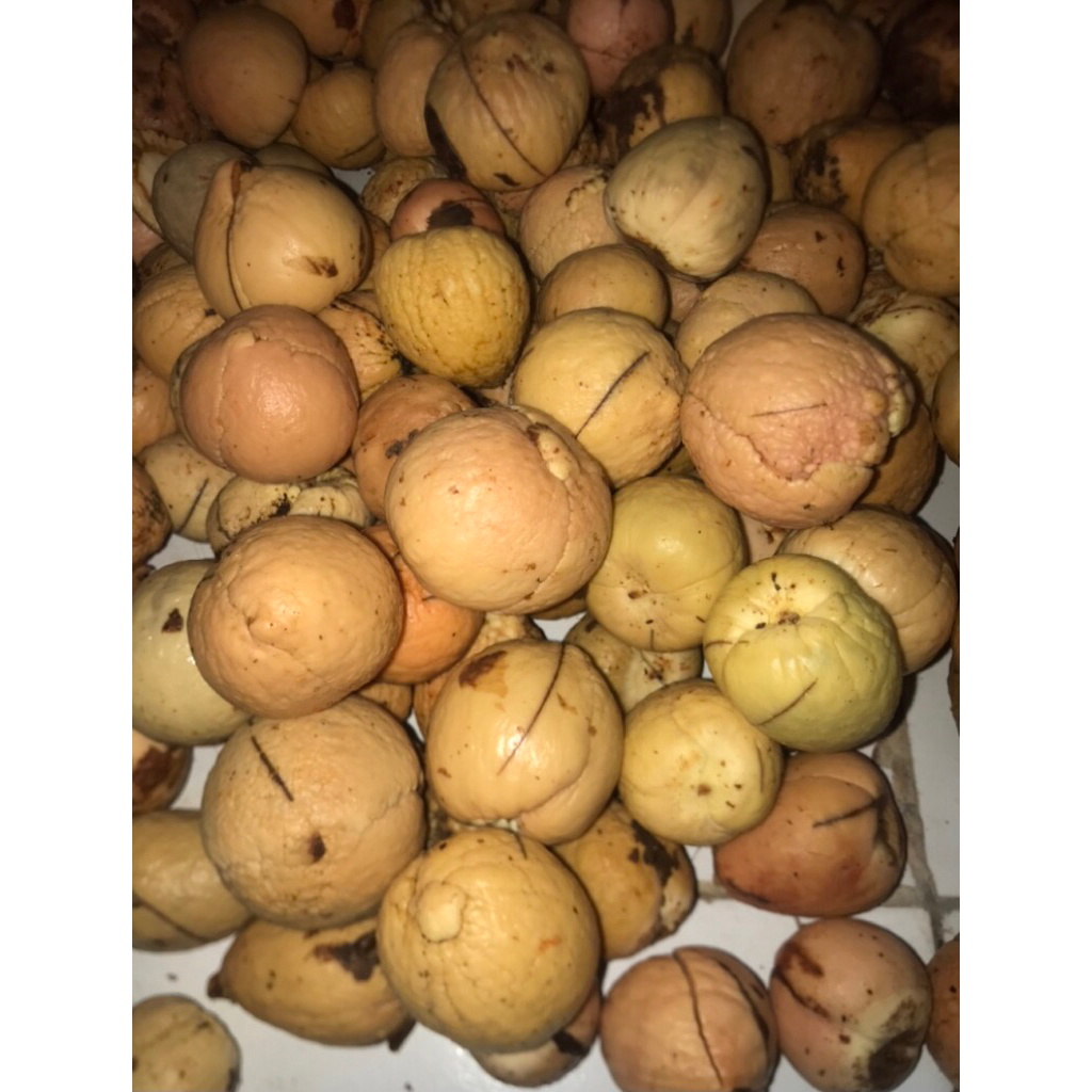 Biji Alpukat 1 kg Siap Semai