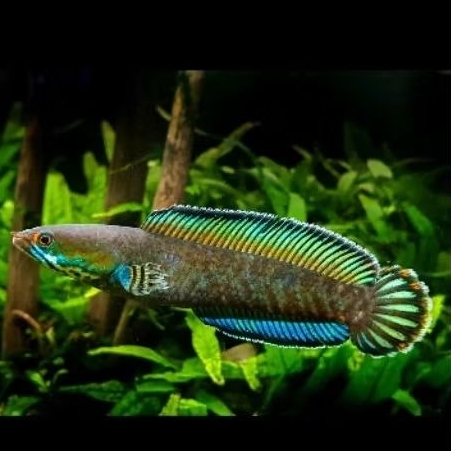 limbata Channa Gondrong dengan Warna Biru Mewah, Ukuran 3-5cm