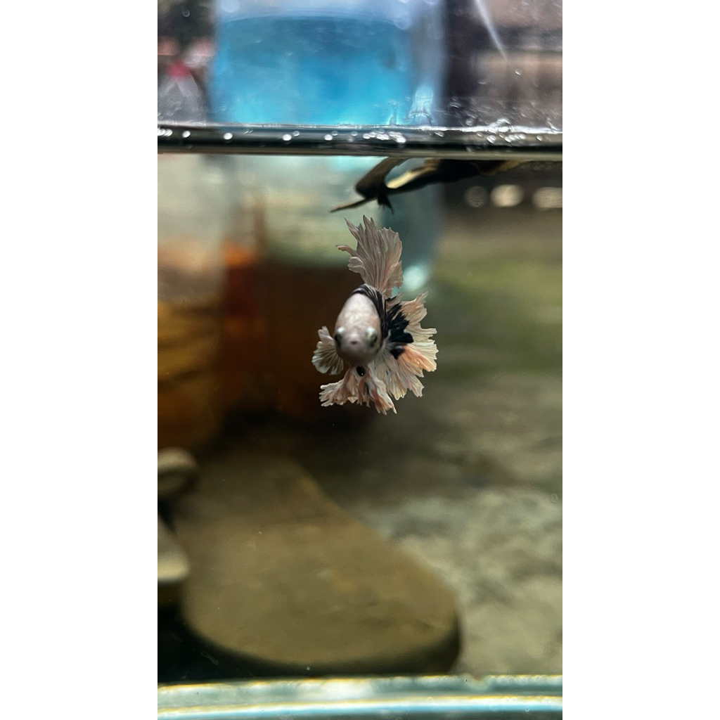 Air Ketapang Super Pekat