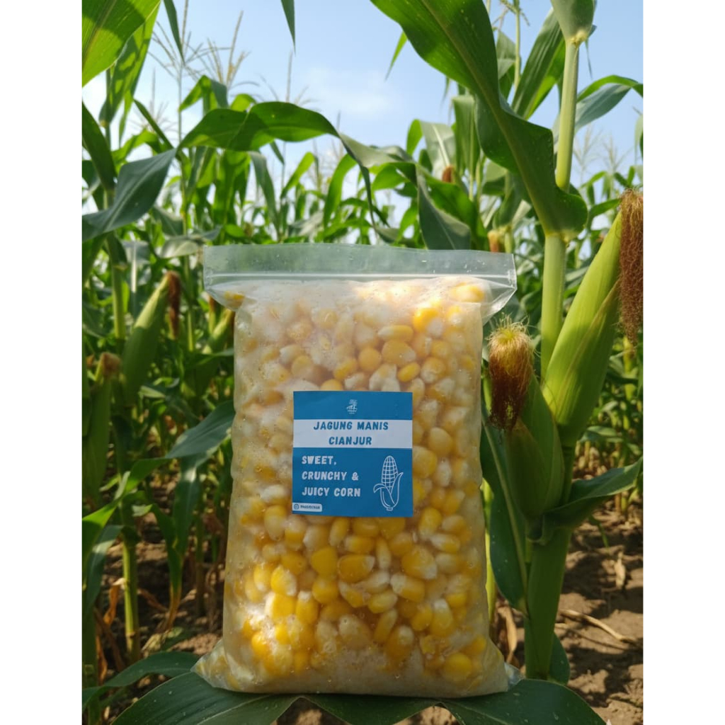 jagung manis pipil jasuke