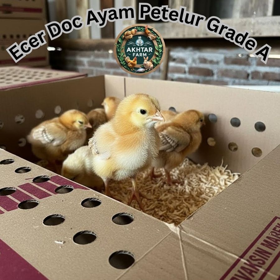 DOC Isa Brown Ayam Petelur Usia 1 Minggu | Grade A | Jual Ecer | Sudah Vaksin