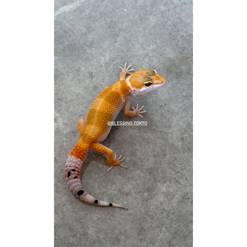 Leopard Gecko SHTCT