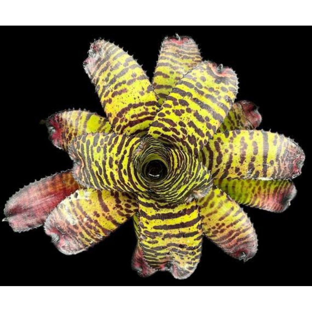 Tanaman Hias Bromelia Neoreglia Tiger