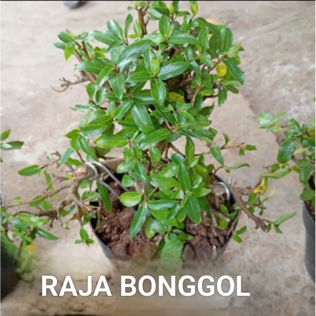 Promo BONSAI LOA JUMBO Raja Bonggol