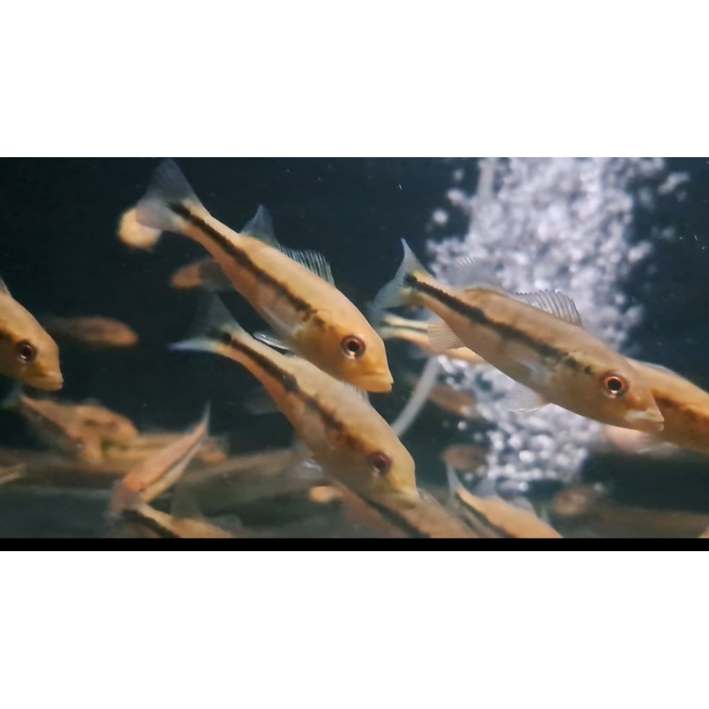 pbass_intermedia_7-8cm