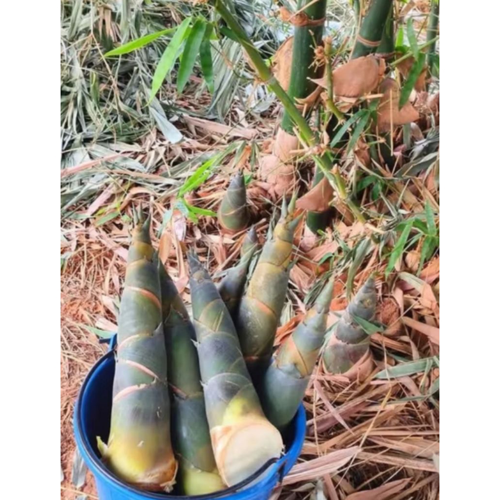 Rebung bambu segar rebung ampel super 1.kg