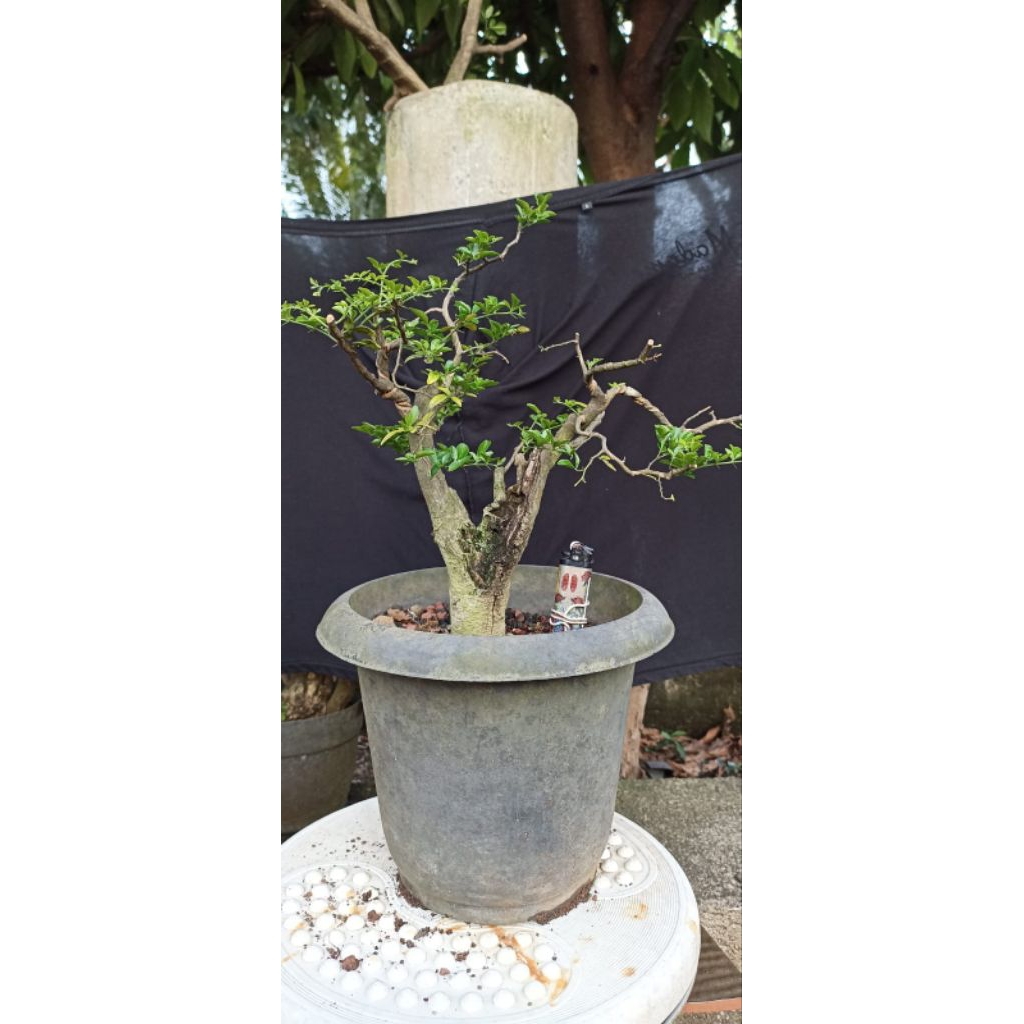 Bonsai jeruk kingkit/Bahan bonsai jeruk kingkit
