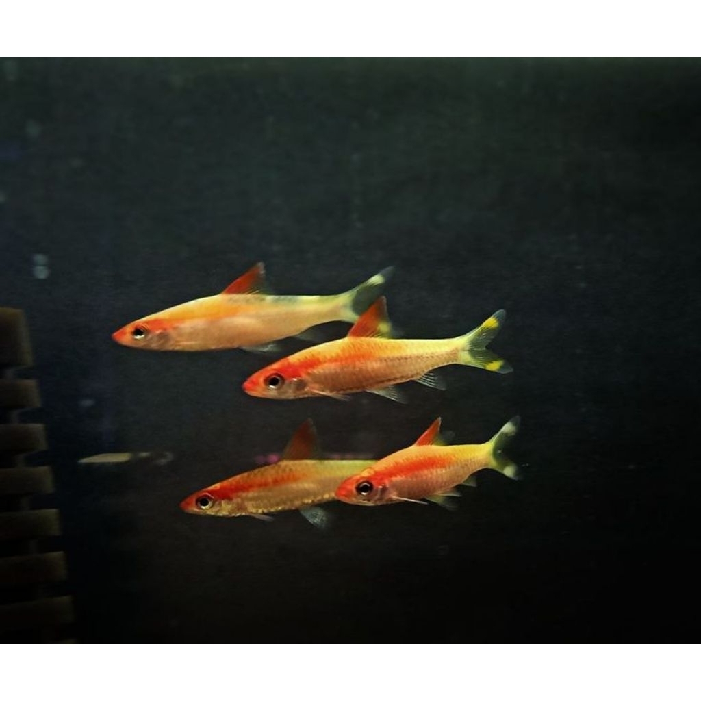 HIASAN-PONTIUS DENISONI GOLDEN size 5-6cm