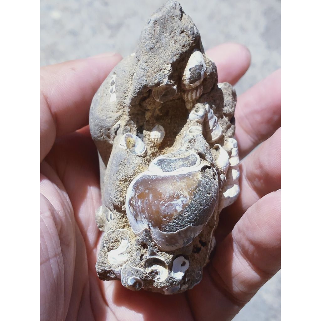 Batu Fosill Keong Buntet Kristal