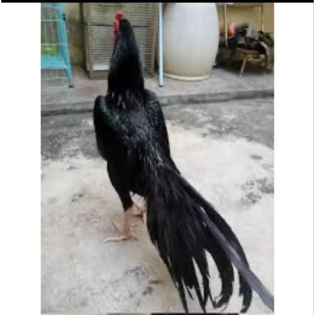 TELUR AYAM PAKHOY FERTIL