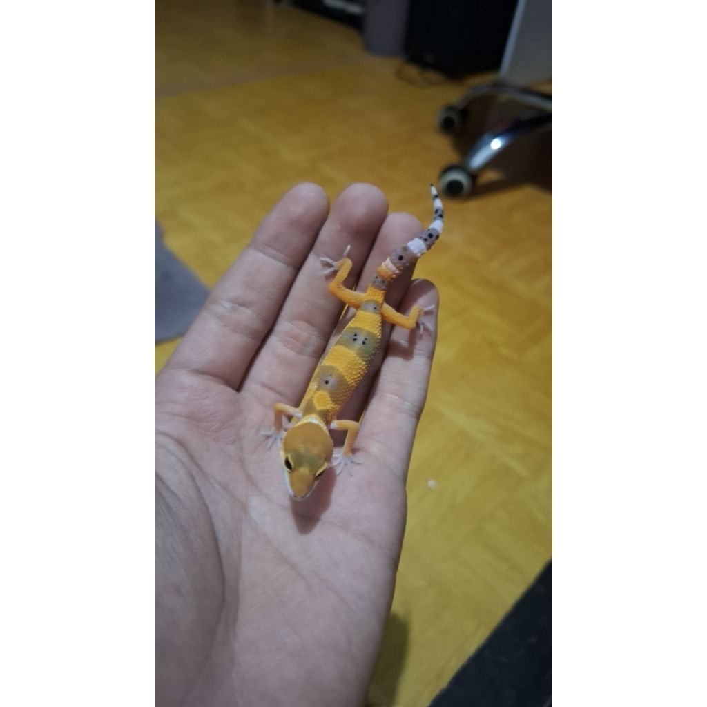 Leopard Gecko Unsex - SHTCT Tomato Line - Usia Baby Incub Male Sehat Cute