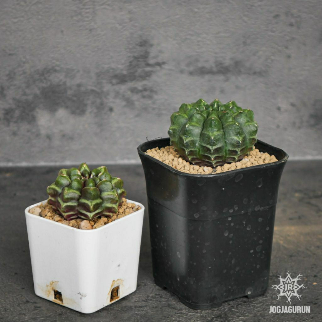 Kaktus Daydream x Daydream - Green Color