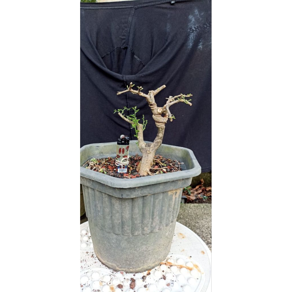 Bonsai jeruk kingkit/Bahan bonsai jeruk kingkit