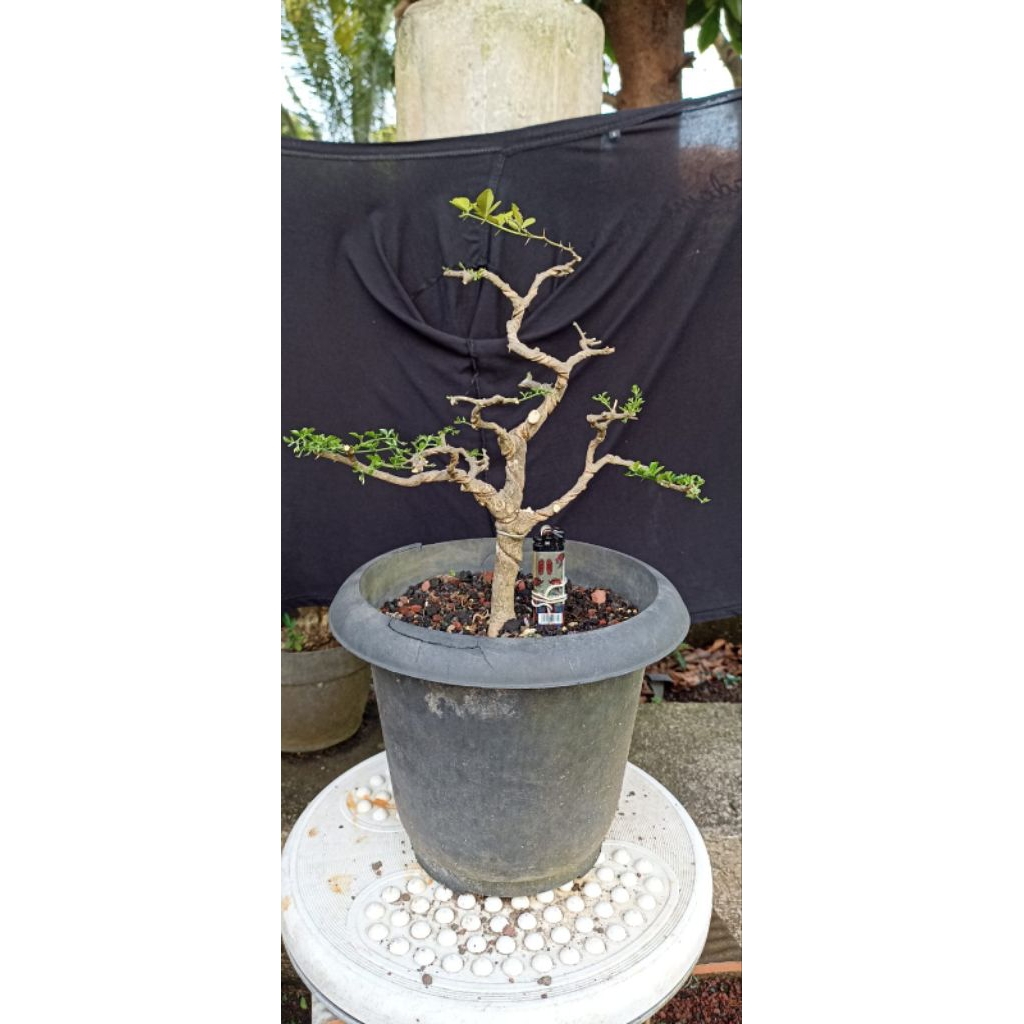 Bonsai jeruk kingkit/Bahan bonsai jeruk kingkit