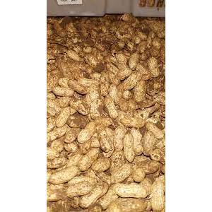 KACANG TANAH BASAH BUAT DI REBUS