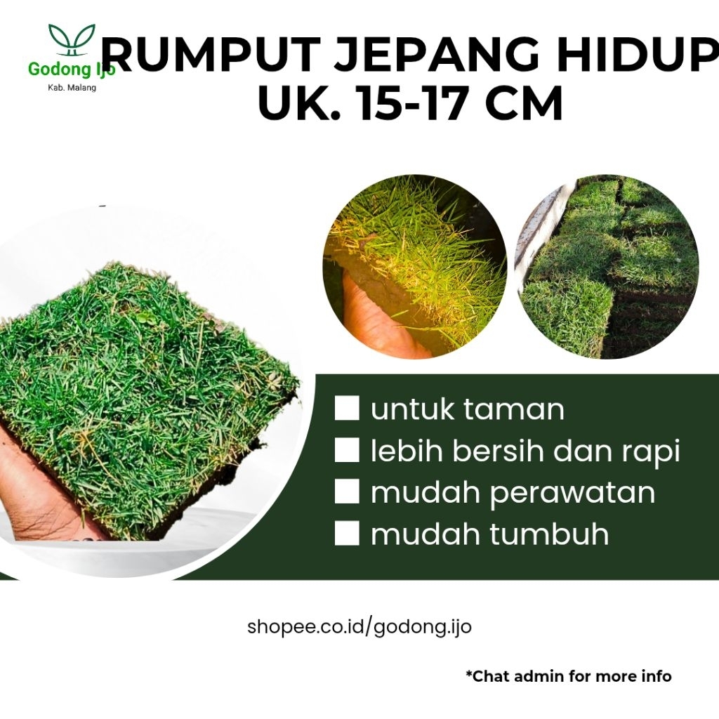 RUMPUT JEPANG HIDUP TAMAN|KUBURAN PERKOTAK