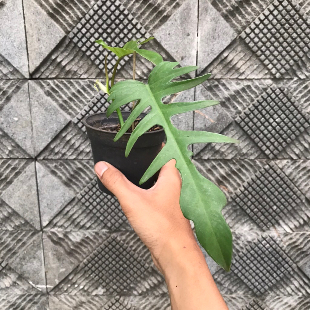 Philodendron Hybrid Flotum ( Flobe x Tortum ) trah var