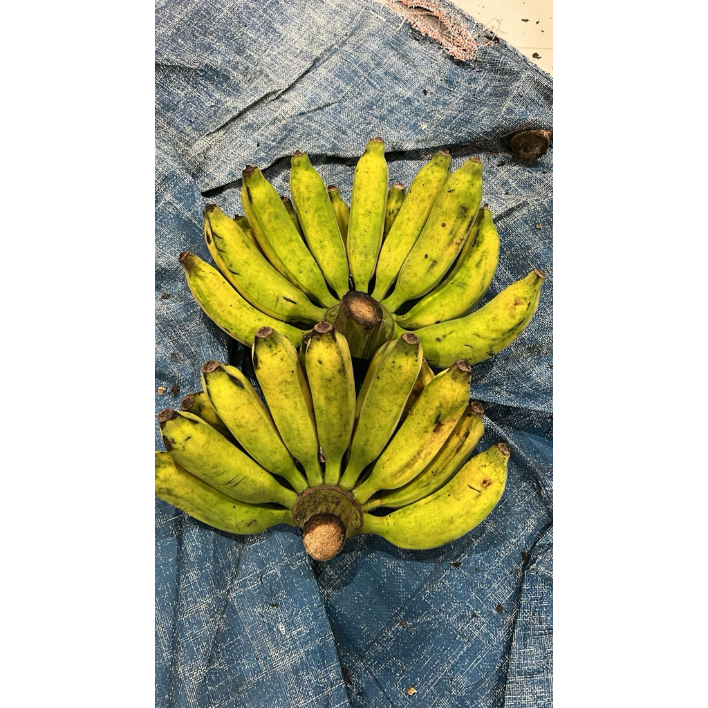 pisang raja super