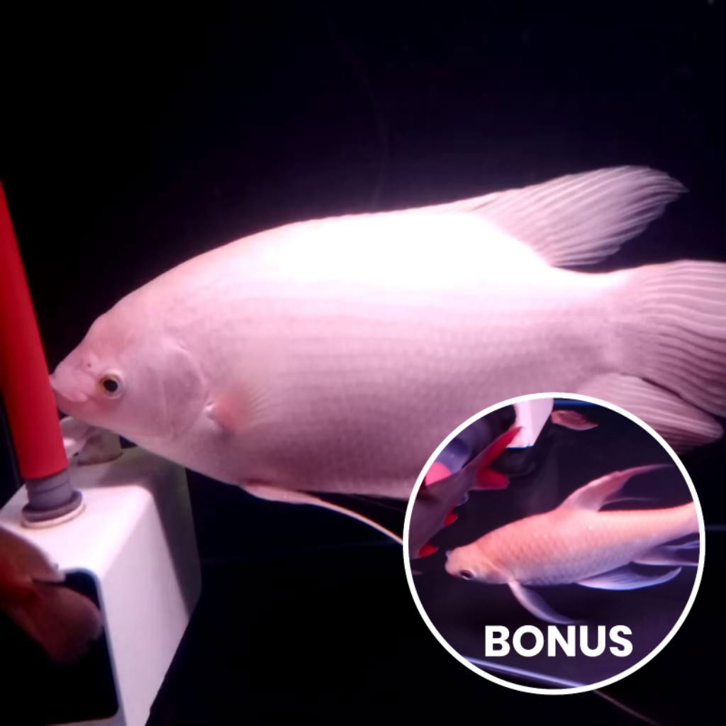 gurame padang jumbo ukuran 6 jarian atau 33 cm bonus kaviat slayer 15 cm