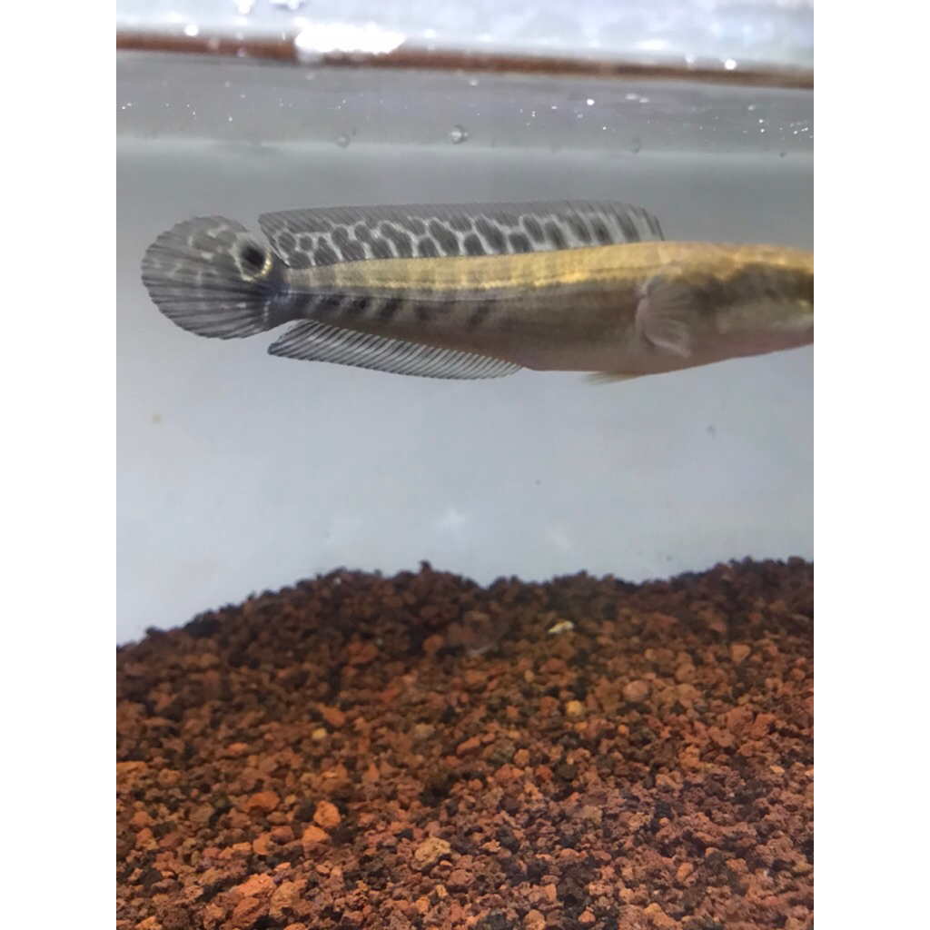 YS SIMET Size 10-14 cm