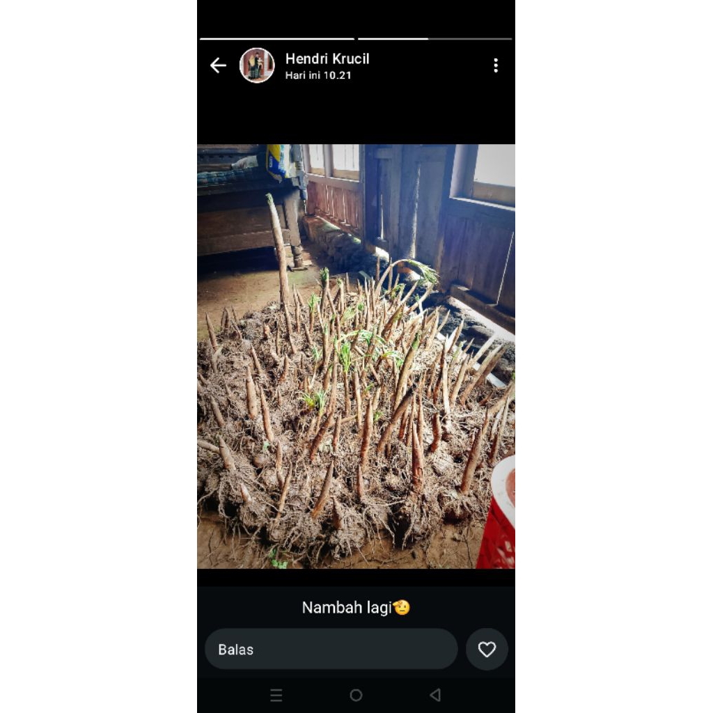 Bibit Porang kuncup(umbi kuncup Porang) siap tanam