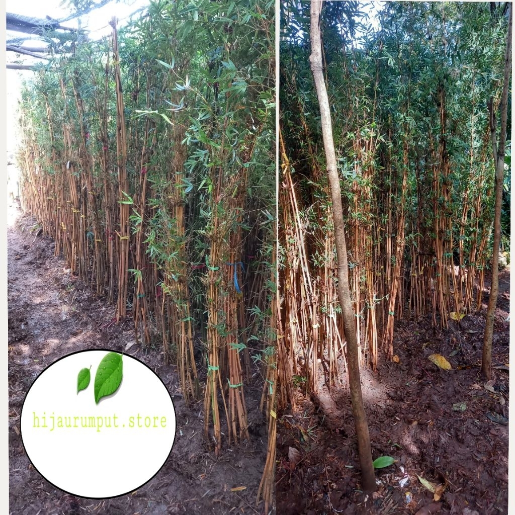 bambu kelisik kuning/bambu jepang kuning