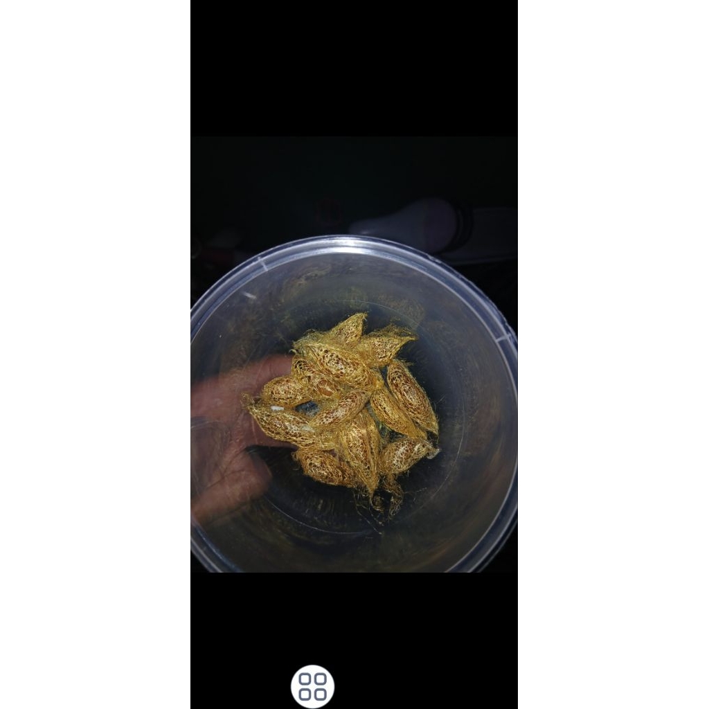 kepompong puket ( alpukat )